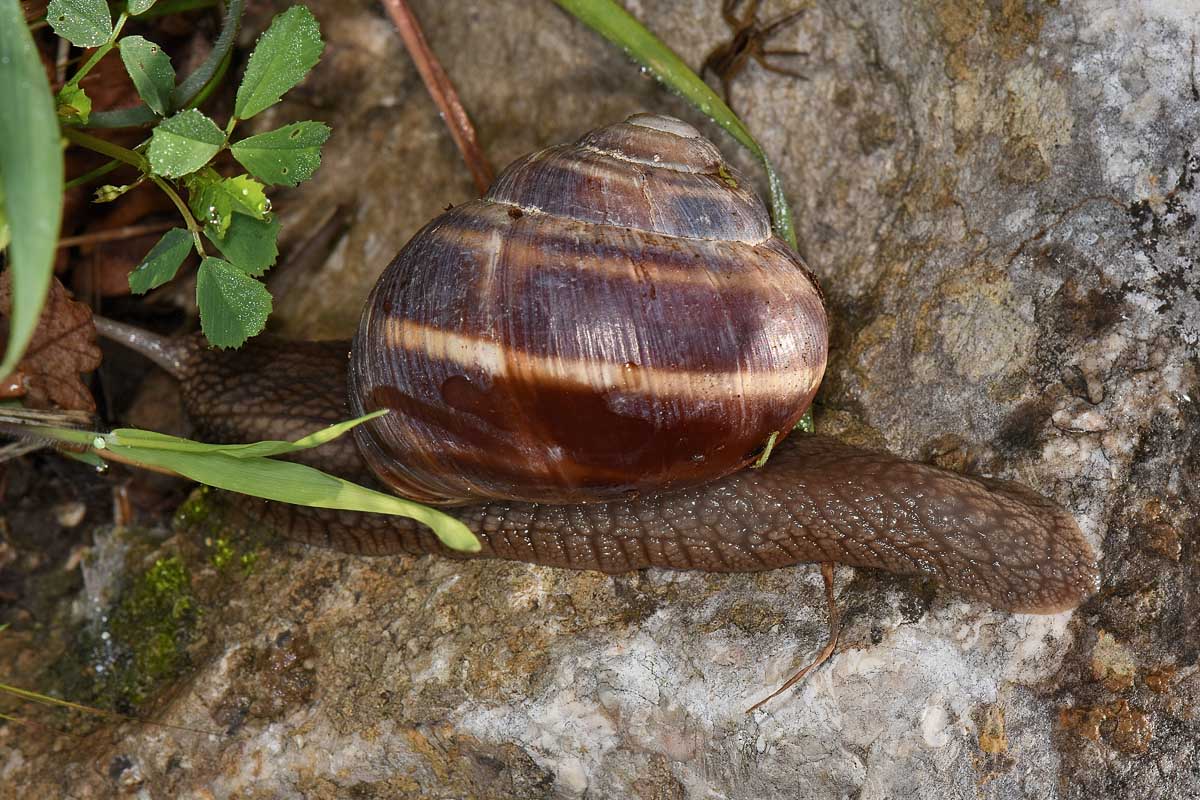 Chiocciole da id.: Helix straminea